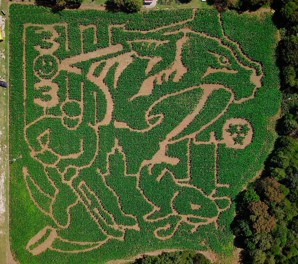 Corn Maze Adventure! Spring Hill Fresh Keeping You In The Local