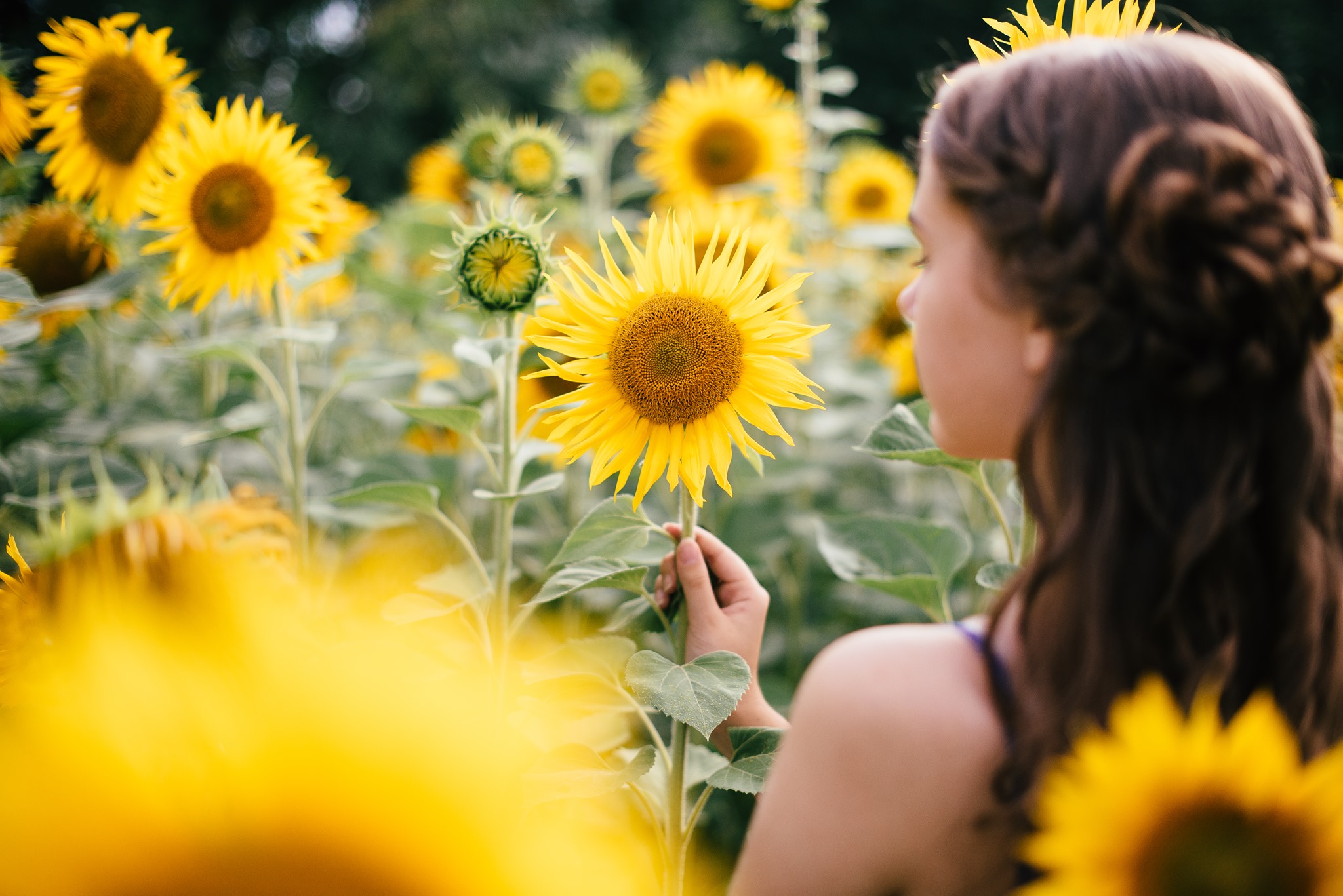 Sunflower Experience Field of Gold Spring Hill, TN l Spring Hill