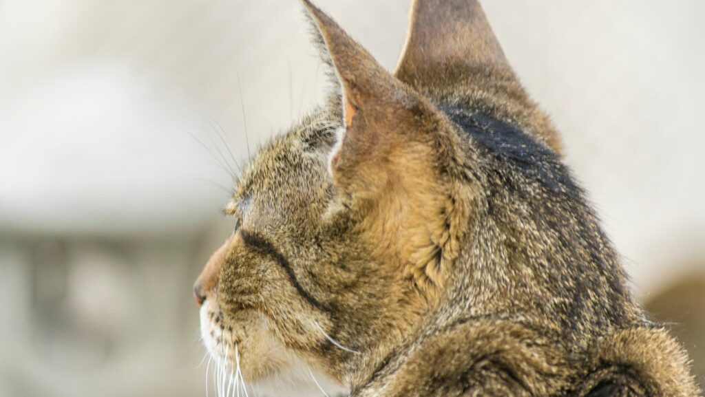 Common Causes What Does it Mean When a Cats Ears are Back Spring