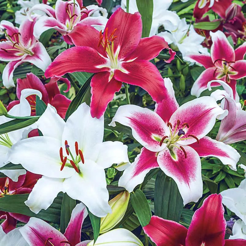 Oriental Lily Mix Lilium orientalis Spring Hill Nurseries Spring Hill Nursery