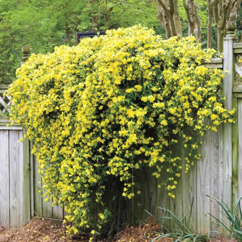 Buy Hardy Carolina Jasmine at Spring Hill Nursery