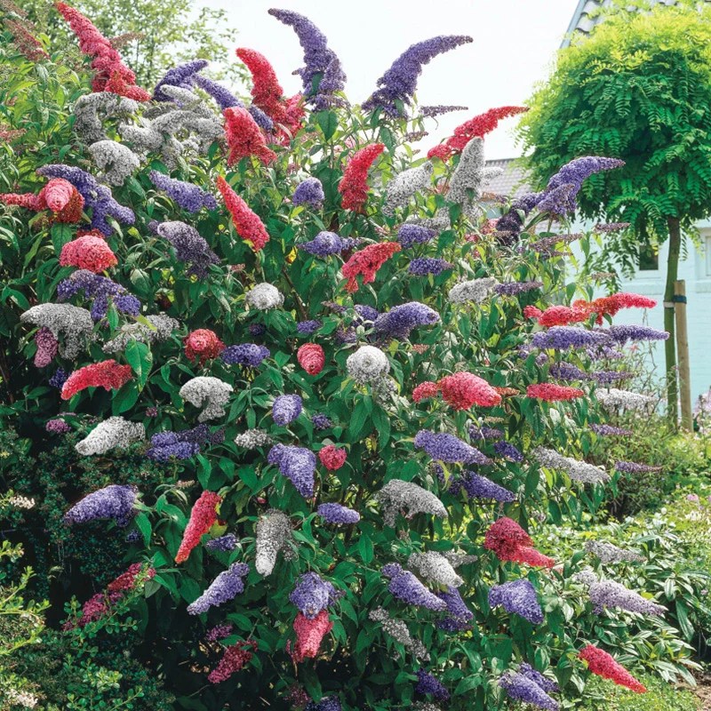 3In1 Butterfly Bush At Spring Hill Nurseries Spring Hill Nursery