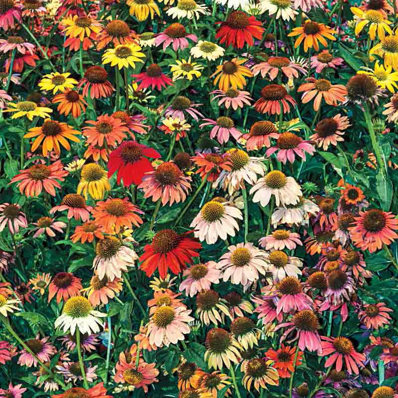 Cheyenne Spirit Echinacea Spring Hill Nurseries Spring Hill Nursery