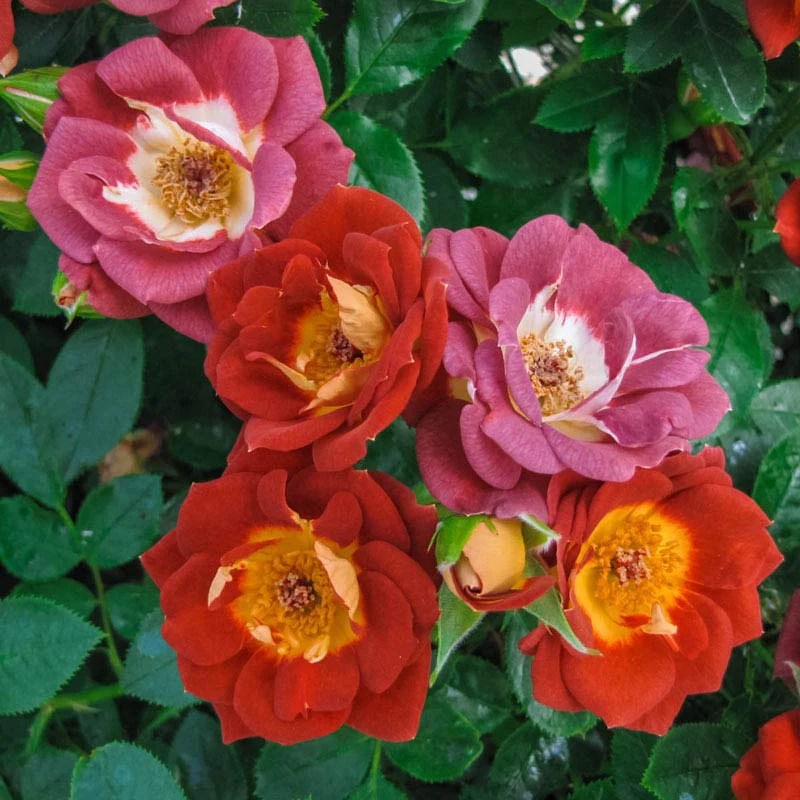 Miniature Roses Miniature Roses for Sale Spring Hill Nurseries