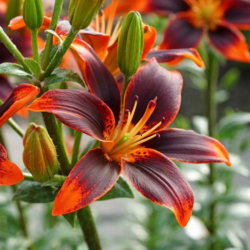 Forever Susan Asiatic Lily