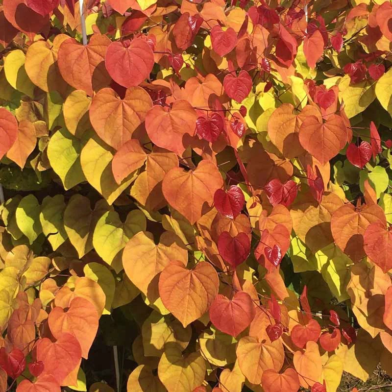 Flame Thrower Redbud Tree Buy Flowering Trees Spring Hill Nurseries