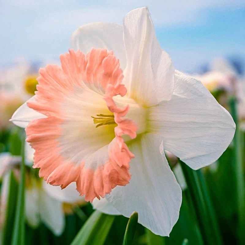 British Gamble Giant Daffodil Spring Hill Nurseries Spring Hill Nursery