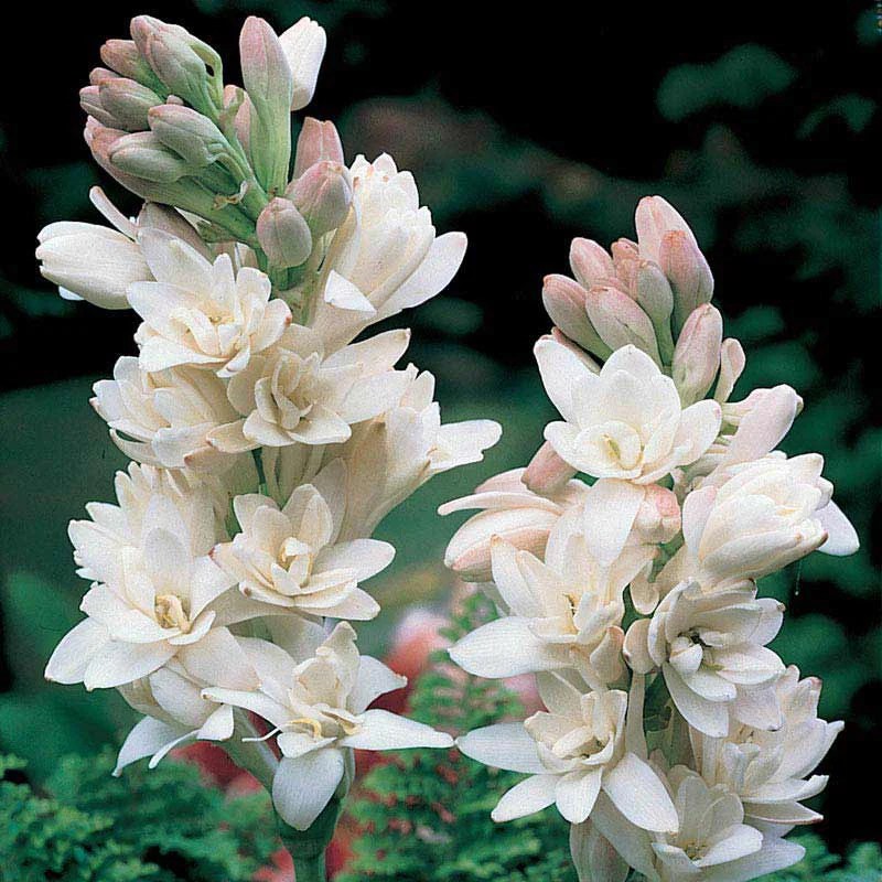 The Pearl Double Tuberose Fragrant Flowers Spring Hill Spring