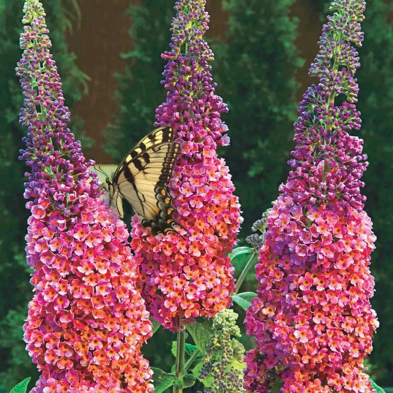 Buy Butterfly Bushes from Spring Hill to Attract Pollinators Spring