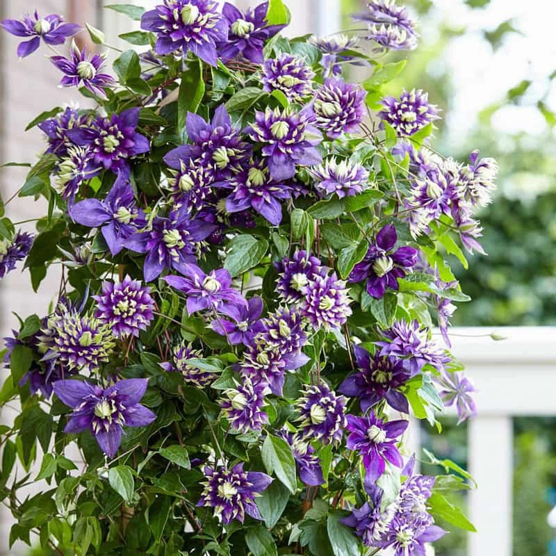 Taiga Clematis LargeFlowered Clematis Spring Hill Spring Hill