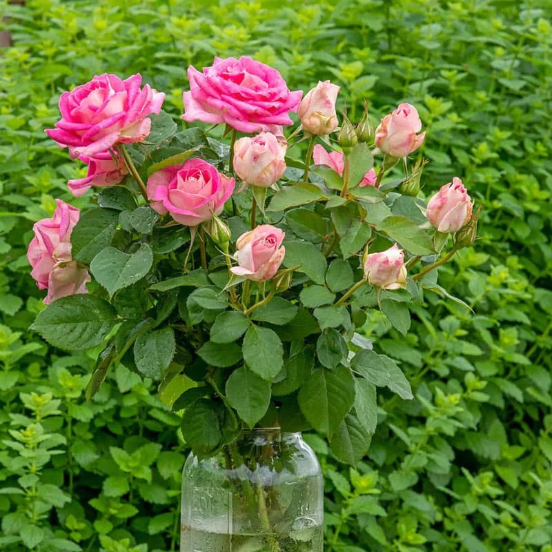 Painted Porcelain Hybrid Tea Rose Spring Hill Nurseries Spring Hill