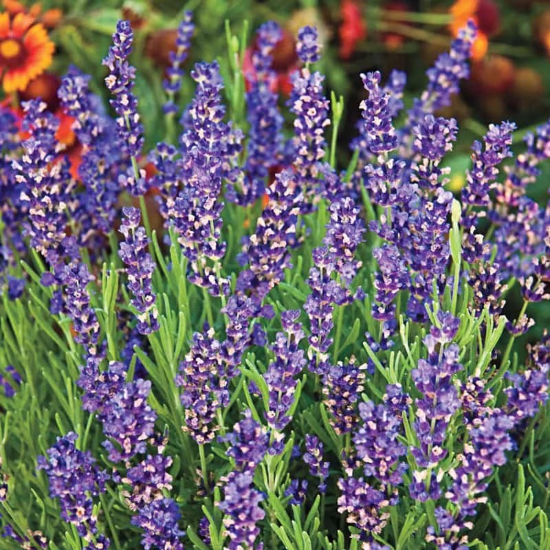 Hidcote Superior Lavender English Lavender Spring Hill Spring