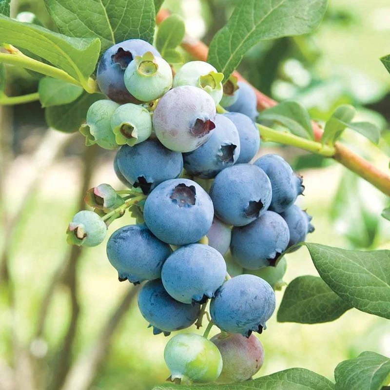 Blueberry Bushes Spring Hill Nursery