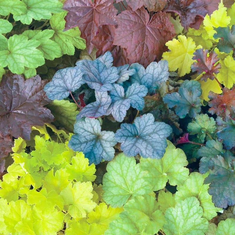 Mixed Coral Bells Buy Heuchera Spring Hill Nurseries Spring Hill