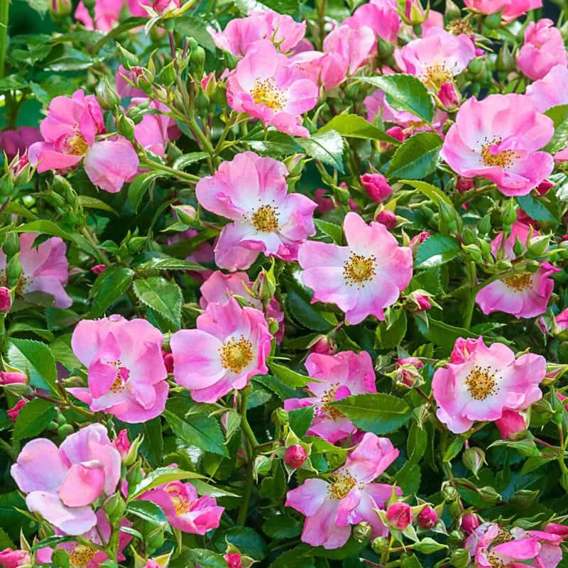 Shrub Roses for Sale Modern Shrub Roses Spring Hill Spring Hill