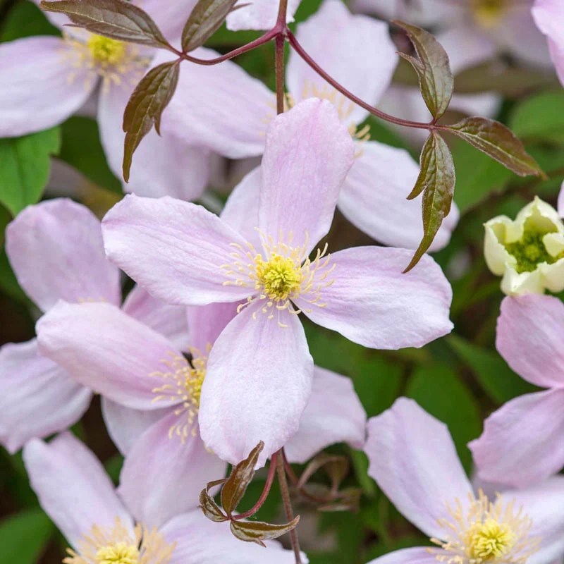 Clematis Pink Perfection Montana Shop Clematis Spring Hill Spring
