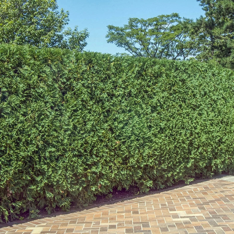 Techny Arborvitae Hedge Shop Hedges Spring Hill Spring Hill Nursery