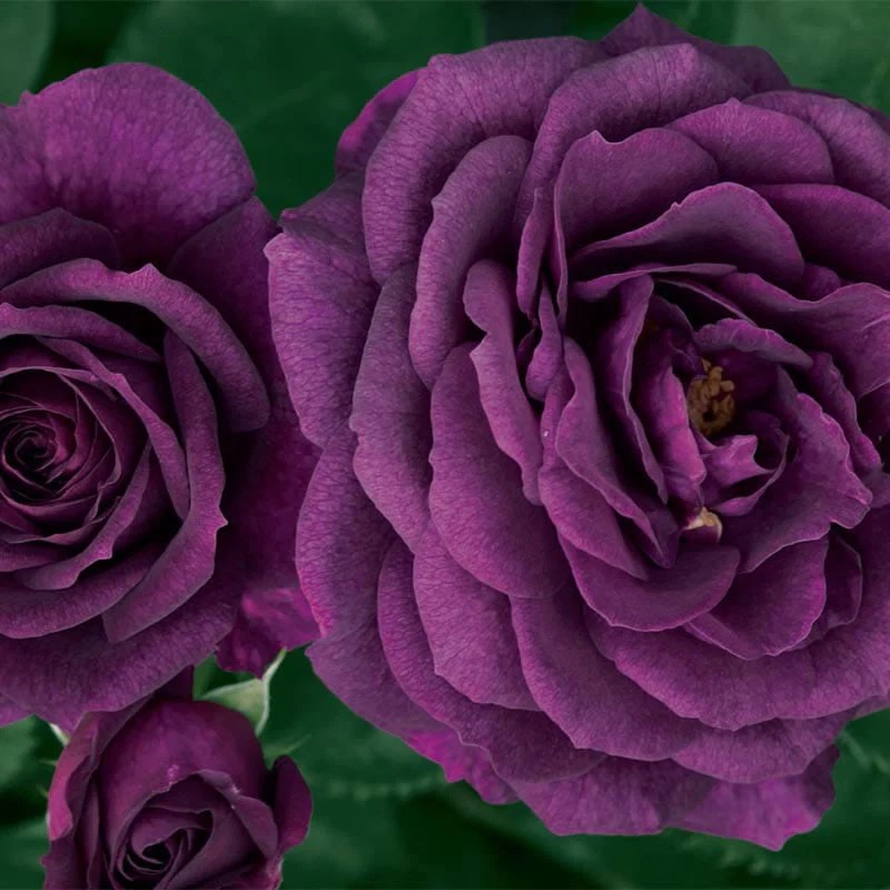 Ebb Tide Purples Roses At Spring Hill Nursery