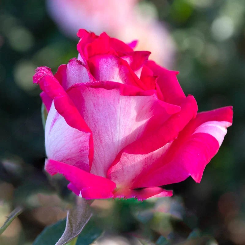 Hybrid Tea Roses for Sale Hybrid Tea Rose Varieties Spring Hill Nursery