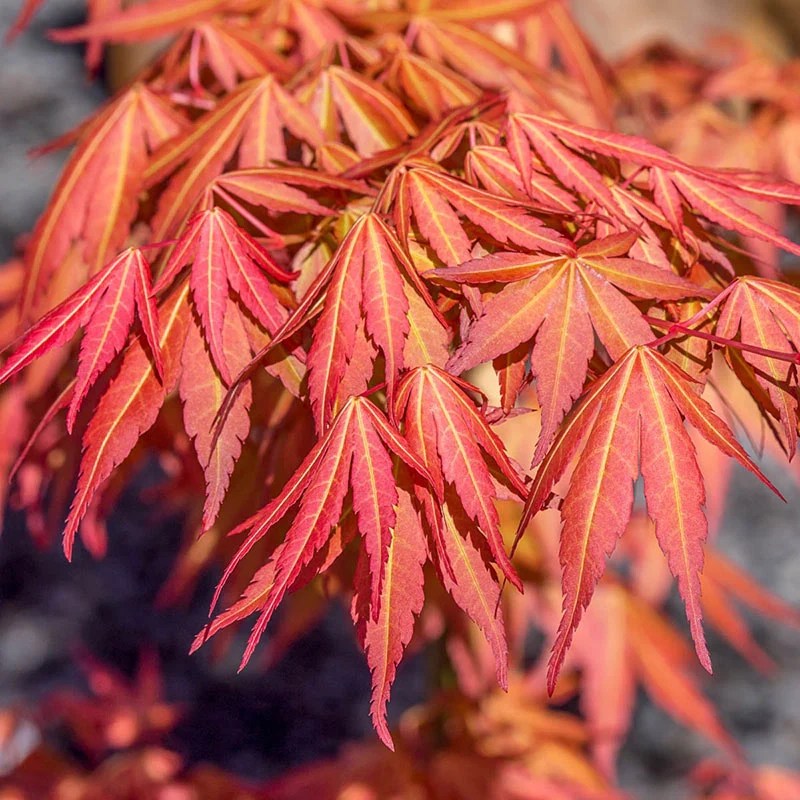First Flame Maple Tree Pacific Rim Maples Spring Hill Spring Hill