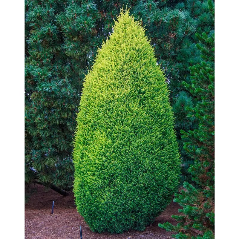 Gold Cone Juniper Shop Evergreens Spring Hill Spring Hill Nursery