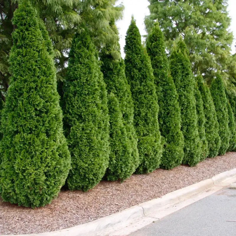 Buy Emerald Green Arborvitae Hedge for Sale Spring Hill Nurseries Spring Hill Nursery