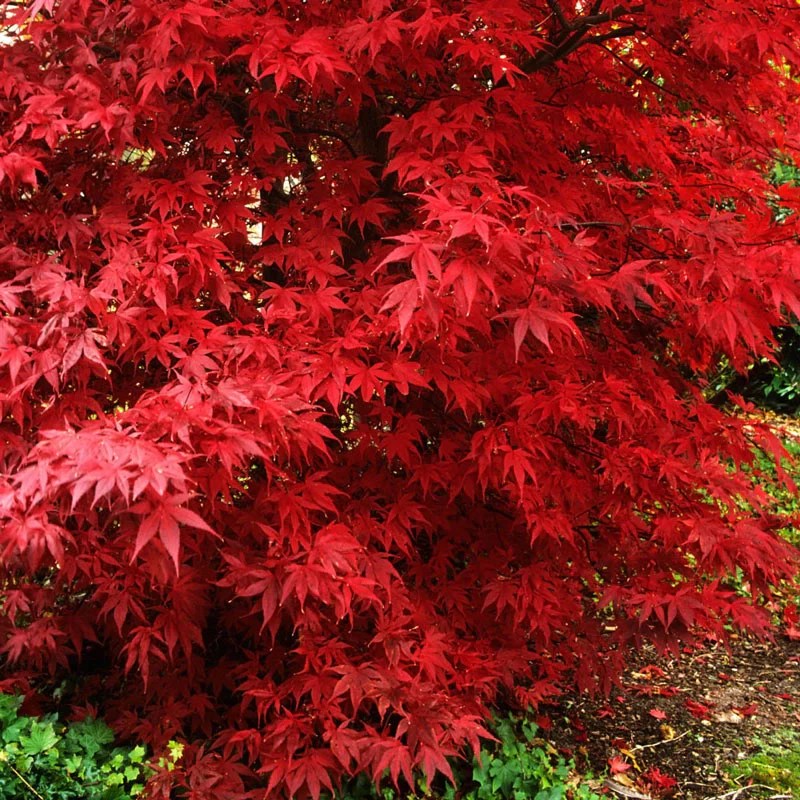 Bloodgood Japanese Maple 15 Foot Japanese Maple Spring Hill