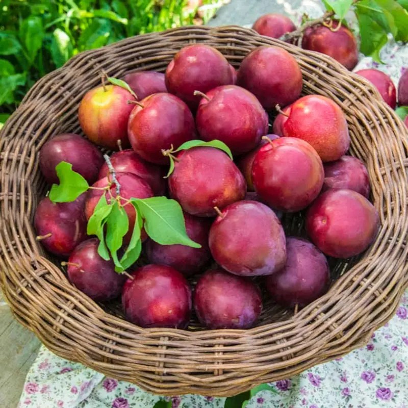 Plum Alderman Standard Shop Fruits Spring Hill Spring Hill Nursery