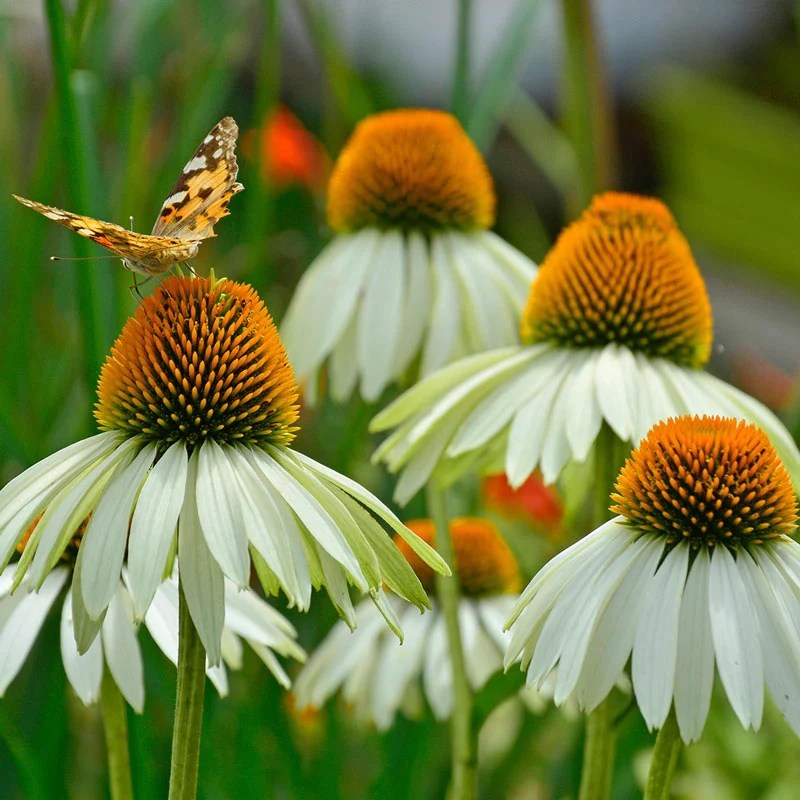 Coneflowers for Sale Coneflower Perennial Spring Hill Spring Hill