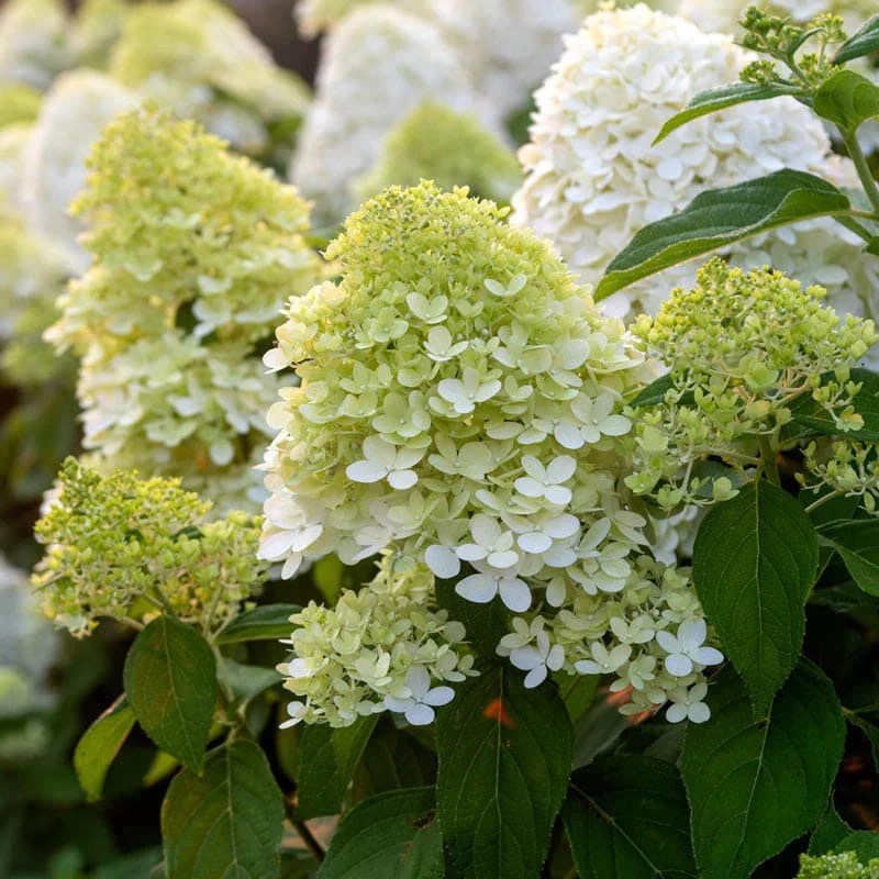 Limelight Hydrangea Bushes For Sale Spring Hill Spring Hill Nursery
