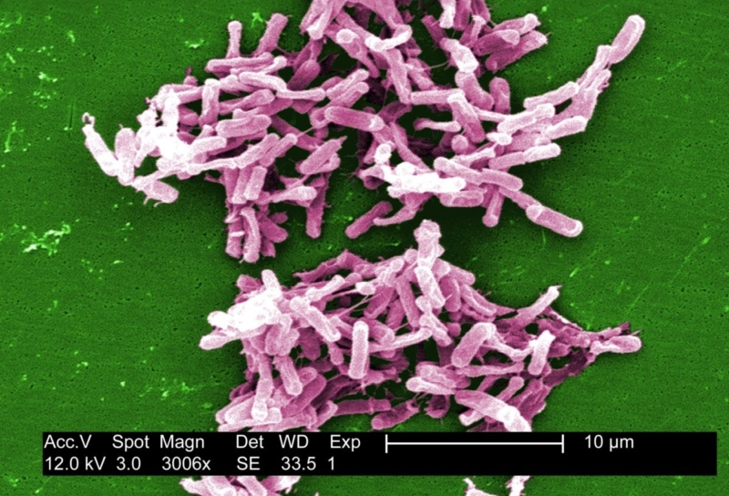Stool transplants are now standard of care for recurrent C. difficile