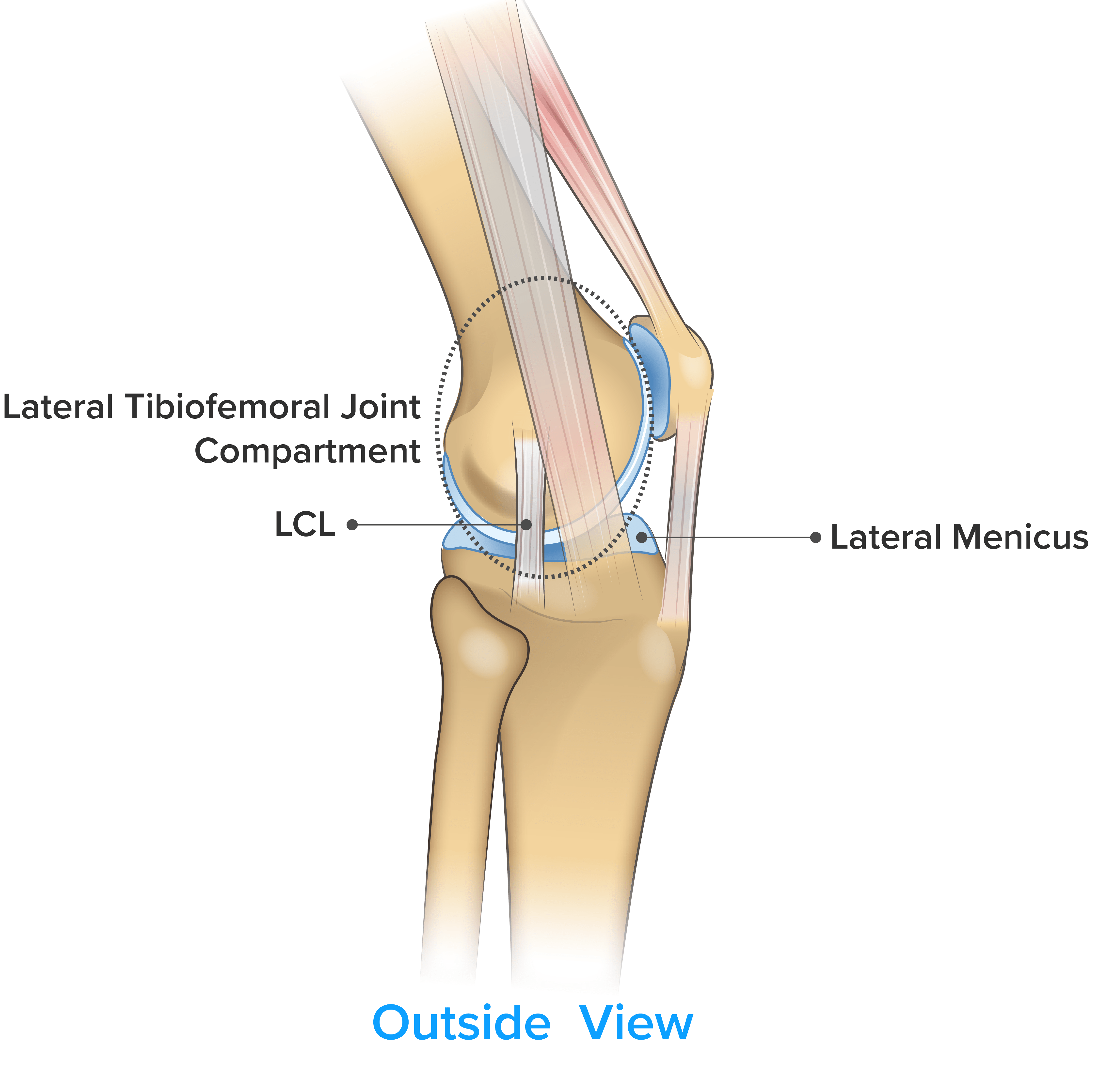 Complete Guide to Knee Pain Spring Loaded Technology