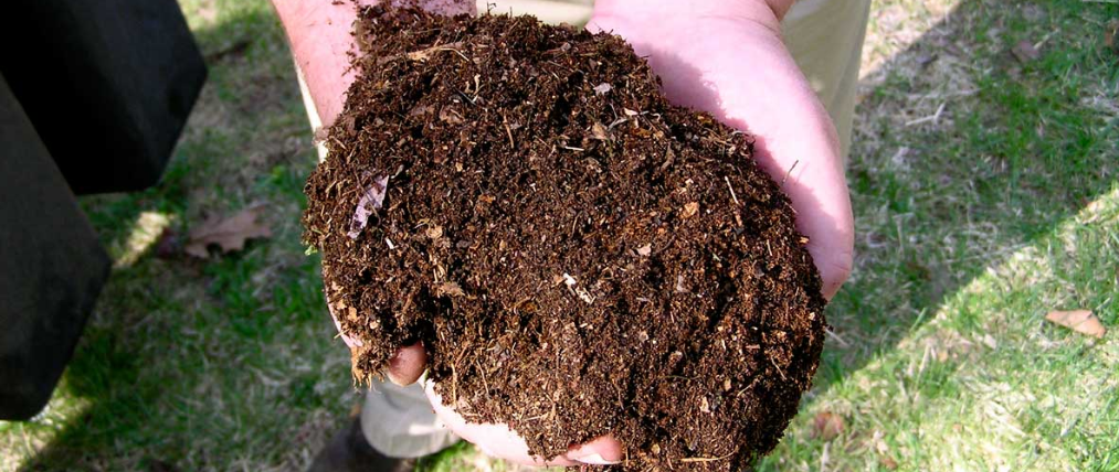 What is the best soil for growing cannabis? (Here are your