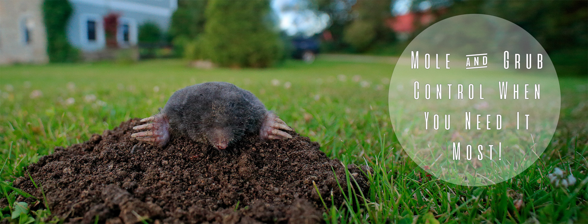 Mole & Grub Control Spring Touch Lawn & Pest Control
