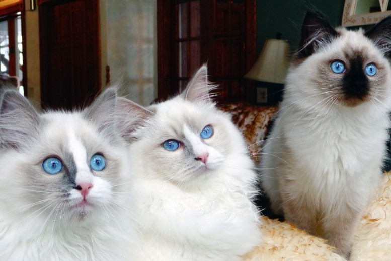 Springvaledolls | Breeding The Highest Quality Ragdolls Since 1993