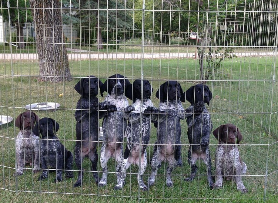 Spring Valley Kennel