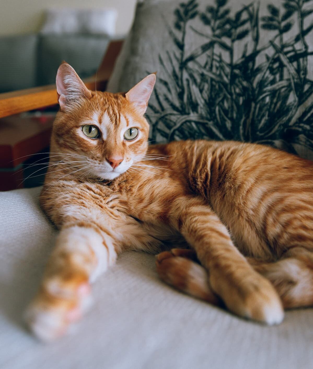 Surgical Services Spring Valley Veterinary Clinic, Veterinarian in