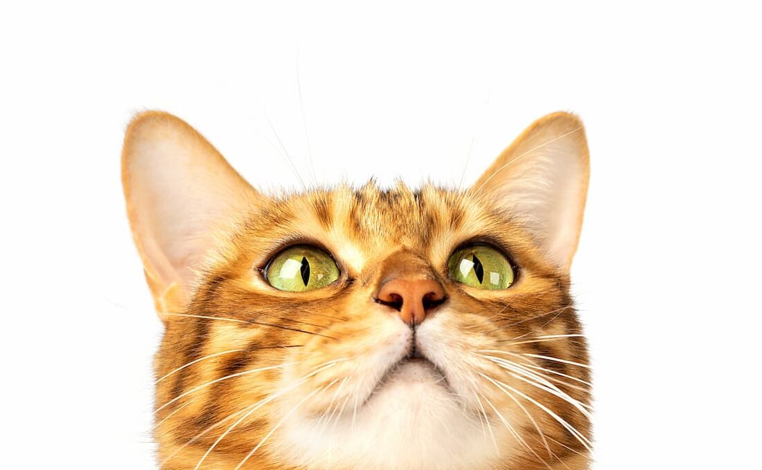 Expert Feline Veterinary Services Spring Valley Veterinary Clinic