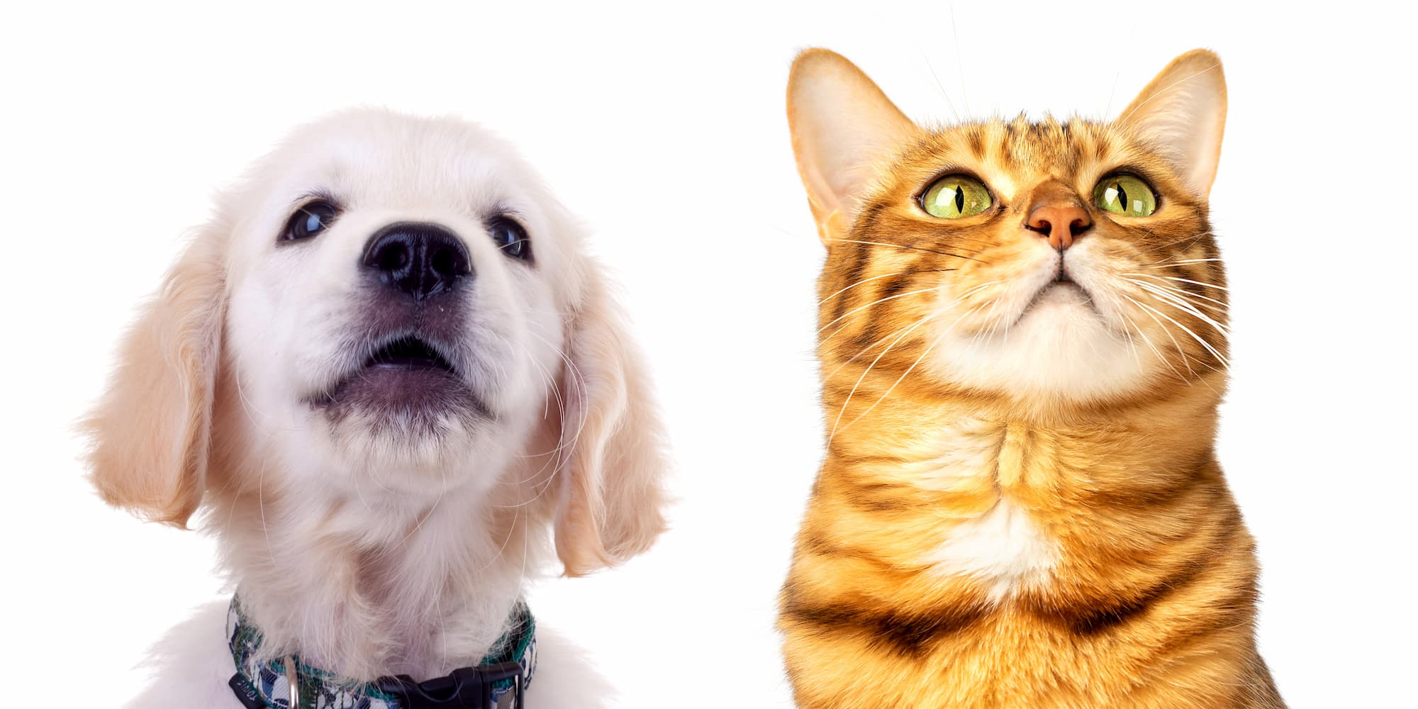 Dog and Cat Spay and Neuter Services Spring Valley Veterinary Clinic