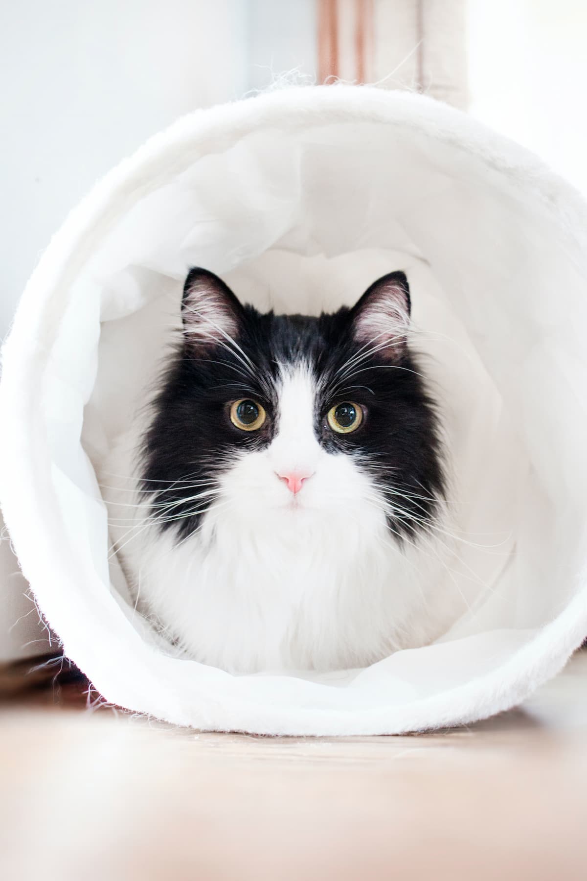 Meet Our Team Spring Valley Veterinary Clinic, Veterinarian in