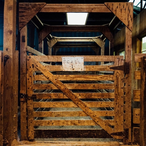 Photo Gallery, Springville Feeder Auction Association, Springville, Indiana