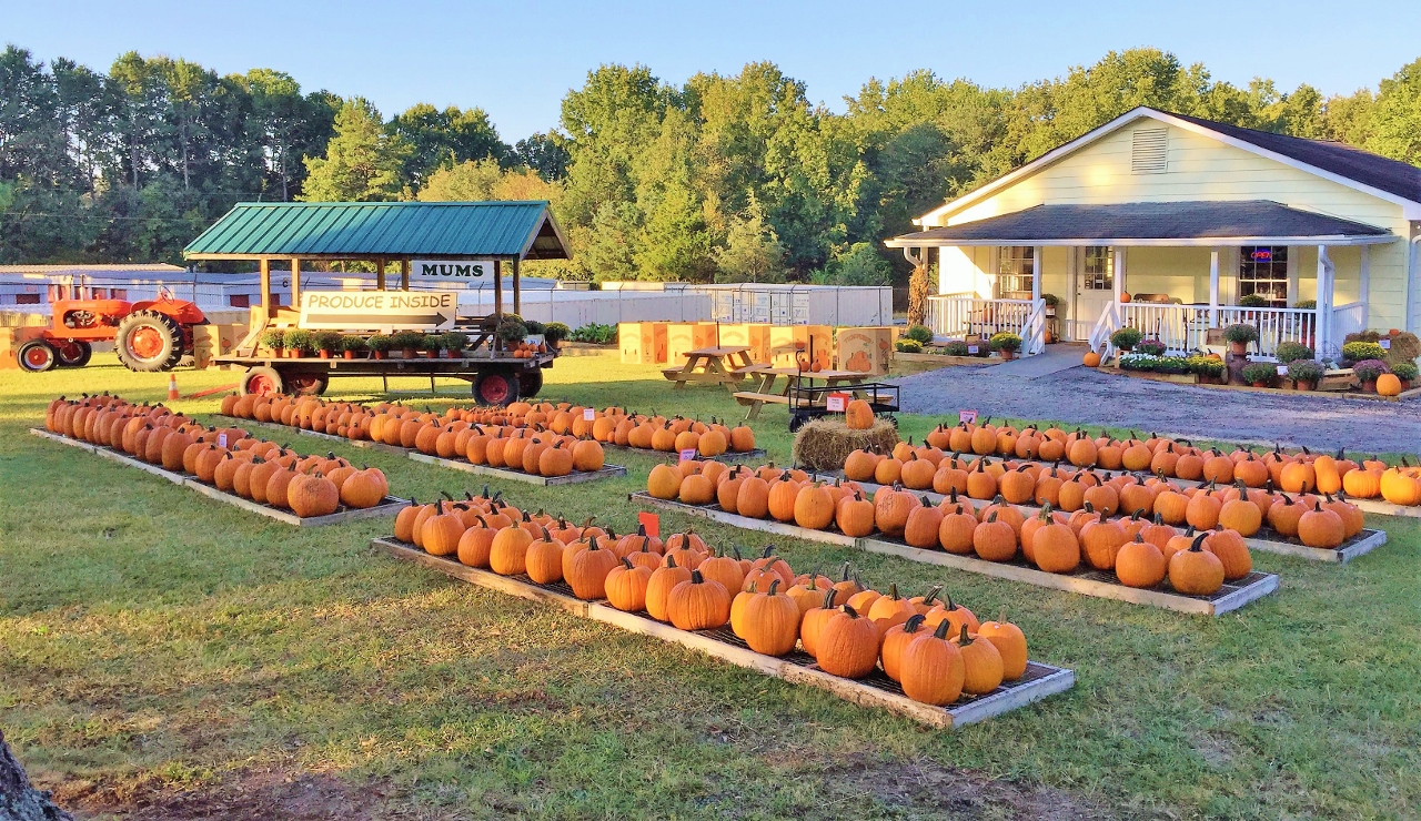 Pasture Raised Beef and Vegetable Farm