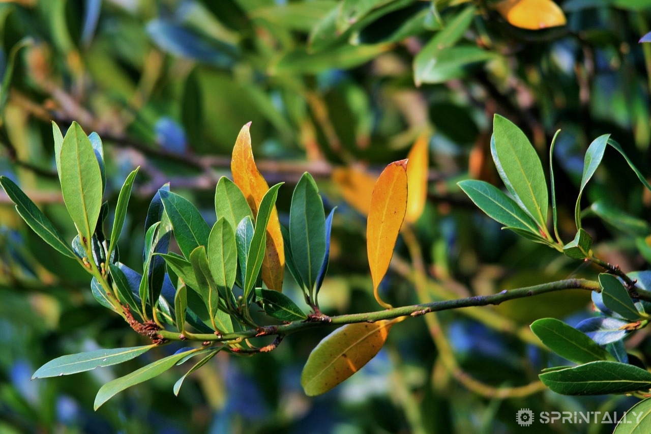 We reveal the secrets of how to use Bay leaf for hair Sprintally®