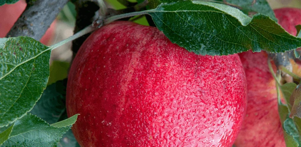 Best Apples For Juicing » Sprint Kitchen