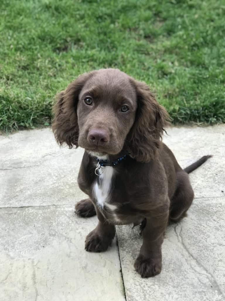 Sprocker Spaniel Breed Information Everything You Need to Know