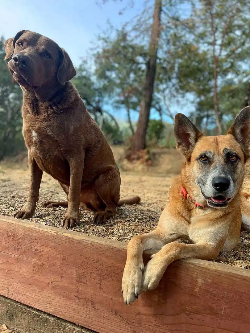 Sprocket Dog Scooters For People Who Like Having Fun With Their Dog