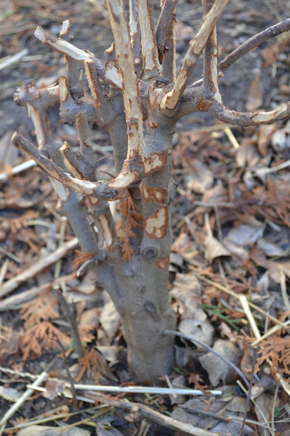 Winter Rabbit Damage Sprout Landscape and Garden Design