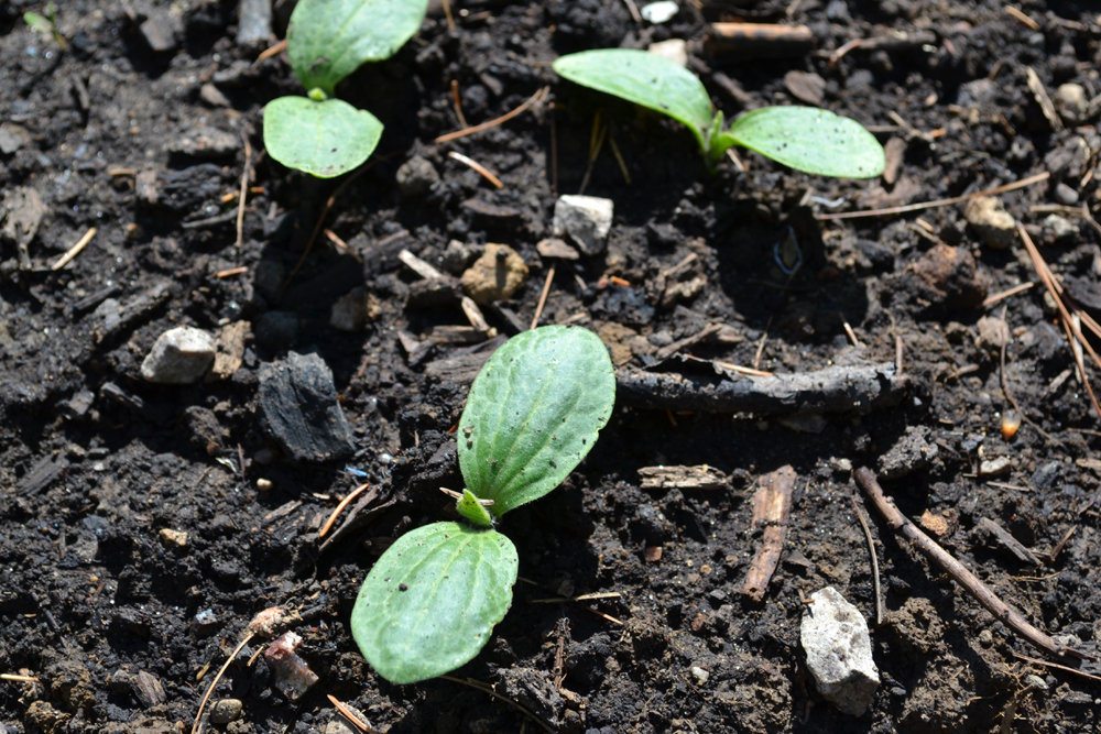 Garden Photo Favorites Sprout Landscape and Garden Design