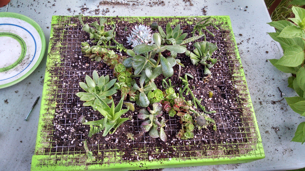 How to Build a Vertical Succulent Garden