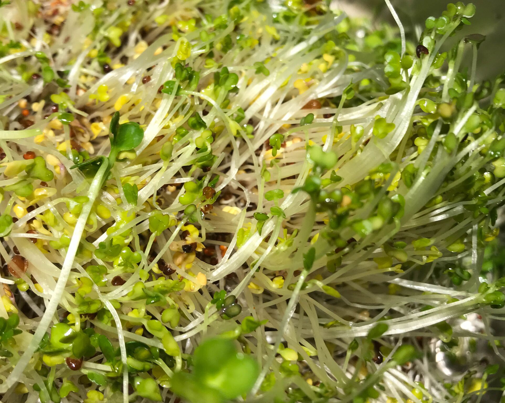 Broccoli Sprouts Health Benefits Sproutman SproutLab